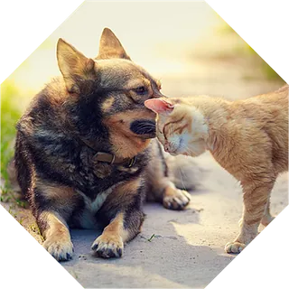 EM für Tiere