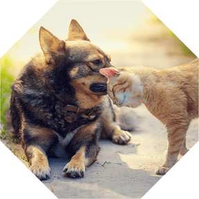 EM für Tiere