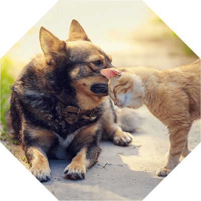 Gesundheit Tiere Mikroorganismen